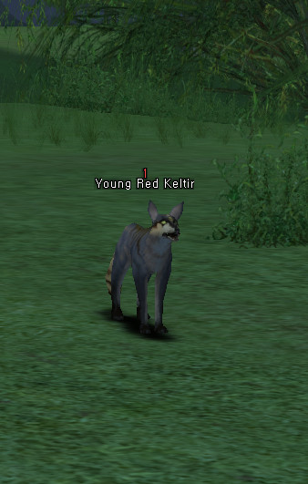 NPC Молодой Рыжий Шакал Lineage 2